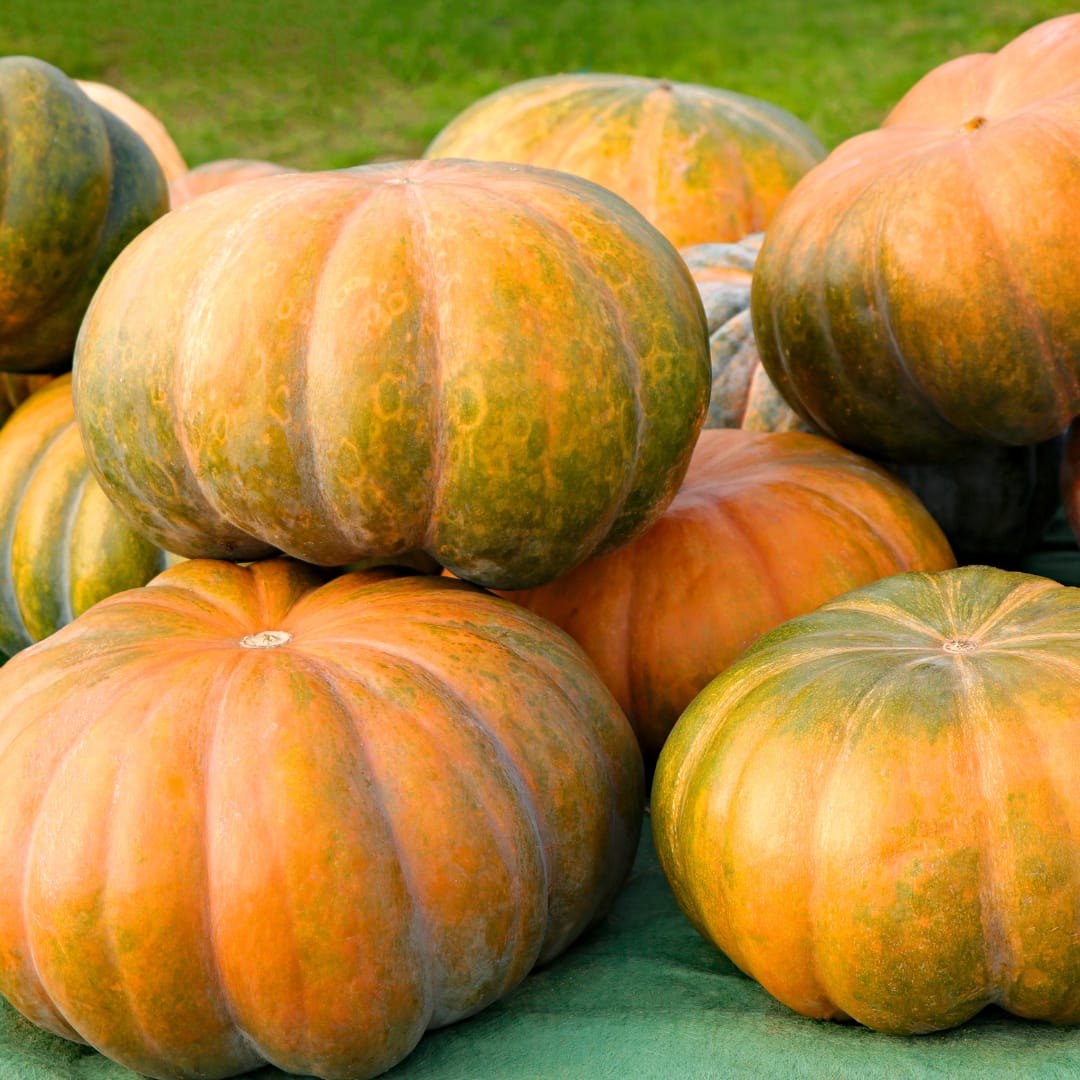 Muskatkürbis