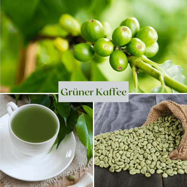 Grüner Kaffee als Bohne an der Pflanze, eine Tasse grünen Kaffee, gründe Kaffeebohnen